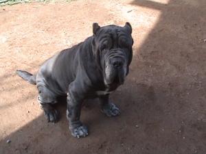 Sparky_DSC00449[1]