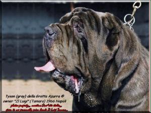 Tyson Grotta Azurra