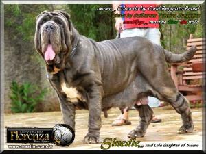 Sinedie detta Lola,,, figlia di Sine^die Sicano x Saetta dsv
