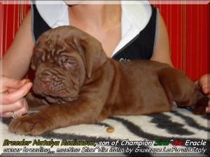cuccioli mogano di Natalia Rodionova son of Sine^die Eracle