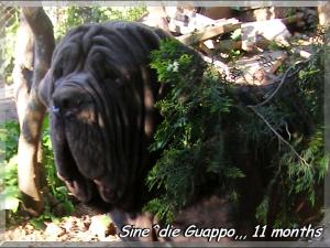 Sine^die Guappo 11 months,,, son of Tzunami by Patrizio Italia,,,,