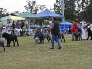 ccdoglineIMG_8848