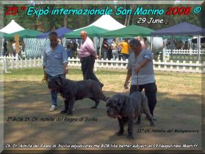 IIV Expo San Marino 29 giugno 2008 BOB It. Ch. Achille del Regno di Sicilia,