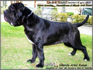 Arke Vilardo Arke Kunon