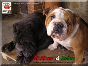 Bolao e Siciliano by sibe^die 27 novenber 2007