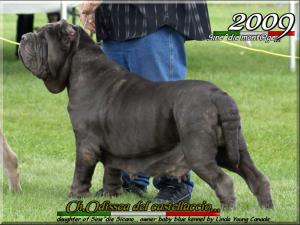 Ch. Odissea del Castellaccio,,, daughter of Sine^die Sicano