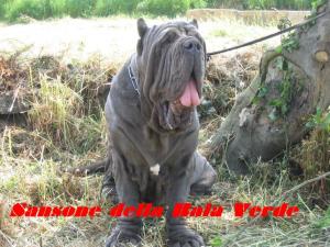 sansone della baia verde by vito salito 4