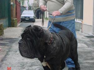 Pasquale - finalmente Napoli