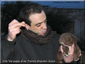 Graziano & Sine^die Puppy  mahogany