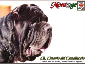 Ch. Ottavio del Castellaccio,,, Son of Sine^die Sicano,,,, Owner Steve Cox UK,