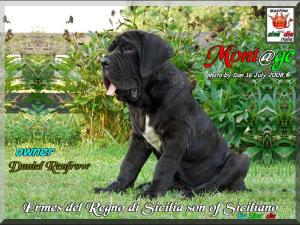 Ermes del Regno di Sicilia,, son of Siciliano by Sine^die,, 16 July 2008