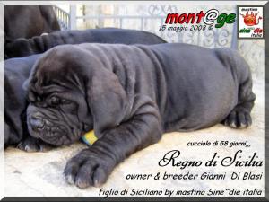 Cuccioli Regno di Sicilia x Sine^die,,,,,