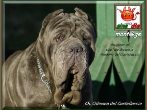 Ch. Odissea del Castellaccio,,, figlia di sine^die Sicano,,,