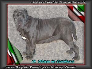 Ch. Odissea del Castellaccio 730 daughter of sine^die Sicano zz