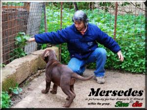 Mersedes,,,