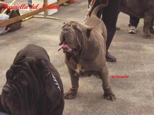 reginella del nolano -