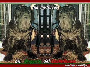 ch. Brigante del Castellaccio sine^die mont@ge,,,