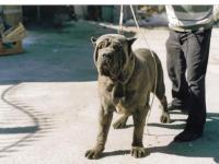 Dick figlio Hatrim della Grotta Azzurra