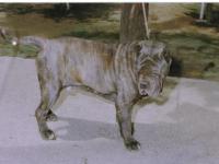 Figlio Hatrim della Grotta Azzurra - fratello Sansone Miranda O' Baffone