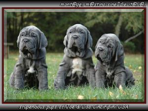 Cinciripini pups