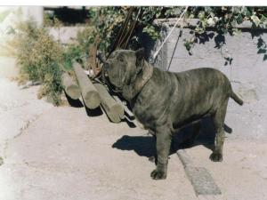 Dick figlio Hatrim della Grotta Azzurra - 2