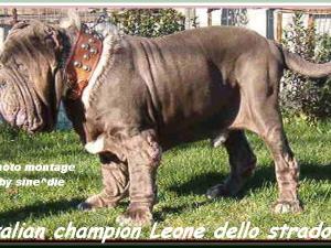 by sine^die Leone dello Stradone 003