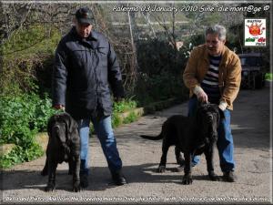 Salvatore  Gioe and Sine^die Lavinia,,