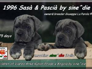 1996 Sasa & pascia,,, owner & breeder mastino sine^die italia by Giuseppe La Parola Italy,,,