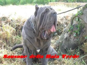 sansone della baia verde by vito salito 3