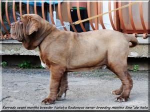 Korrado seven months son of champion Sine^die Eracle x
