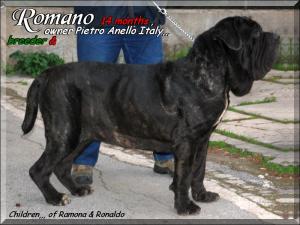 Romano by Pietro Anello 14 months