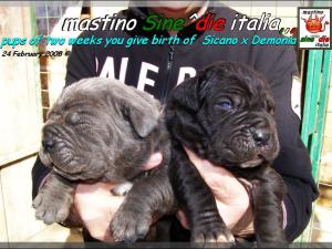 Cuccioli di Demonia & Sicano Sine^die,,, Palermo 24 Febbraio 2008,,
