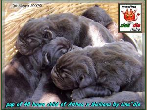 cucciolo Althea x Siciliano,,, 644
