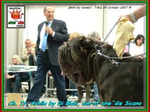 ATMQ 2007 Achille by Gianni Di Blasi, son of sine^die Sicano,,,  photo by kendail,,