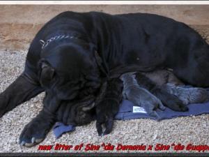 Sine^die Orgoglio,,, and brothers