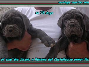 Children of sine^die Sicano x Ramona del Castellaccio.....