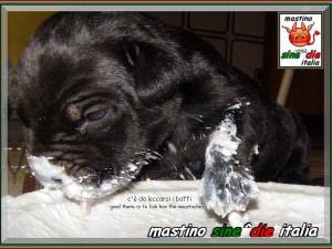 cuccioli Althea x Siciliano,,, 23 August 2007,,, oxxo