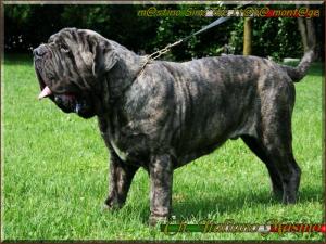 ch. Italiano Masino