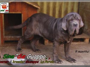 Sine^die Guappo,,, allevatore & proprietario Giuseppe  La Parola Italia,,,