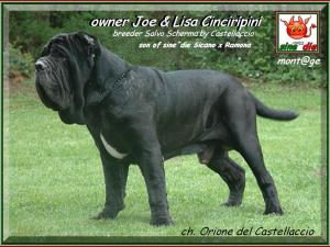 Ch. Orione del Castellaccio son of sine^die Sicano,,,