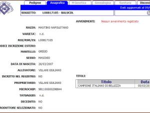 PEDIGREE ON LINE BALU' CDL