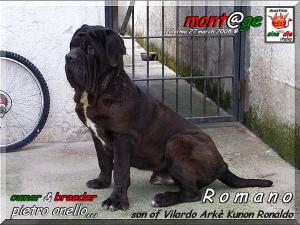 Romano son of Vilardo Arke Kunon,,, breeder & owner Pietro Anello,,,