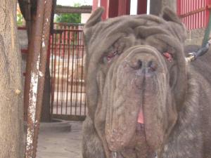 Guaglione di casa Panico 2