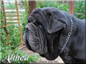 Althea,,, owner mastino Sine^die italia,