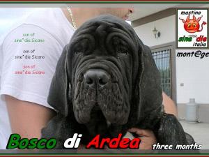 Bosco di Ardea figlio di sine^die Sicano,,,,,