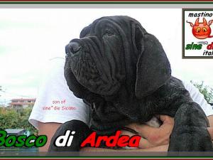 Bosco di Ardea figlio di sine^die Sicano,,,