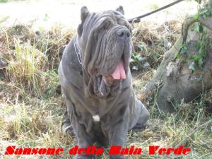 sansone della baia verde by vito salito 2