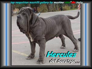 Hercules del Saratoga