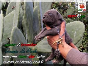 Cuccioli di Demonia & Sicano Sine^die,,, Palermo 29 Febbraio 2008,,