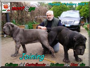 joining,,, Siciliano by Sine^die x Calliope del Castellaccio,,, 17 gennaio 2008,,,